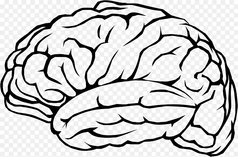 人脑认知训练神经元剪贴术