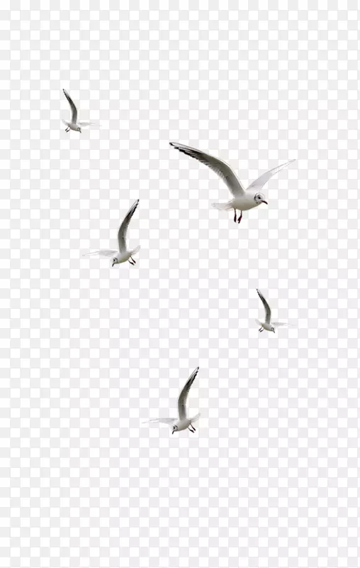 鸟类桌面壁纸夹艺术.海鸥飞翔