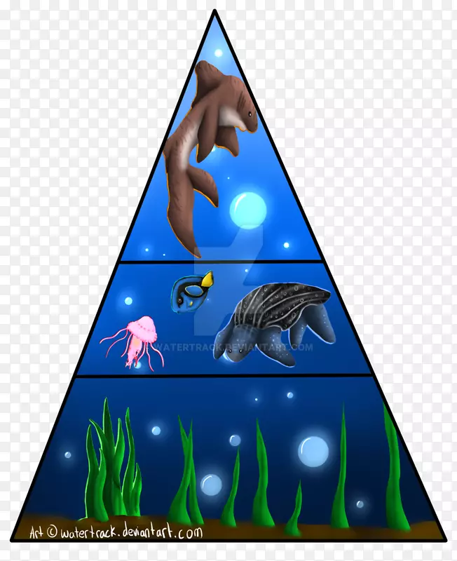 皮背海龟食物金字塔-食物金字塔