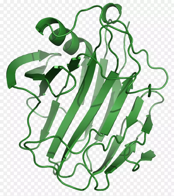纤维素酶，纤维素蛋白酶，淀粉酶-蛋白质