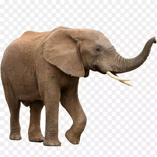 非洲灌木象亚洲象非洲森林象牙市场