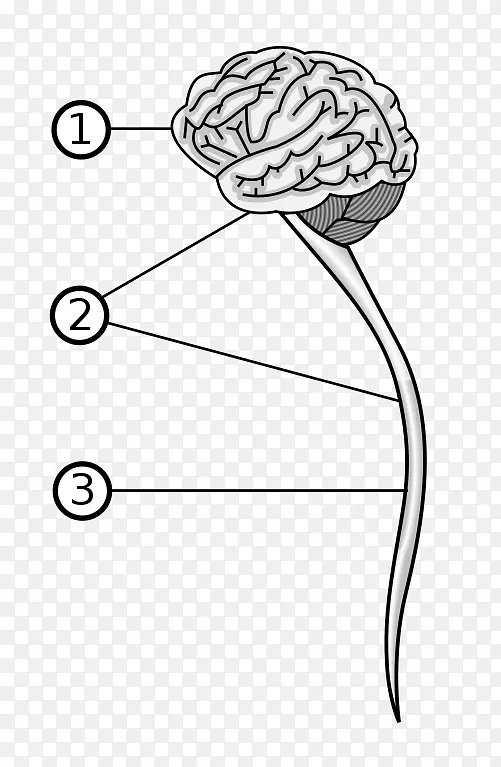 脊椎动物中枢神经系统脑周围神经系统-神经系统