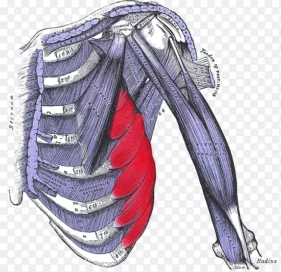 外肋间肌肋间神经腹外斜肌活动下巴