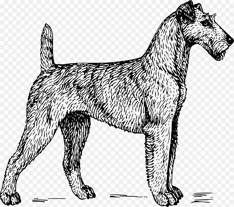 爱尔兰猎犬，苏格兰猎犬，公牛猎犬，sealyham猎犬，小动物