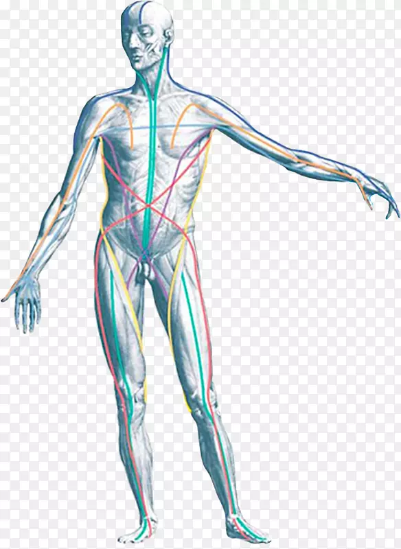 解剖训练：用于手动和运动治疗师的肌筋膜经络-人体衬里体。
