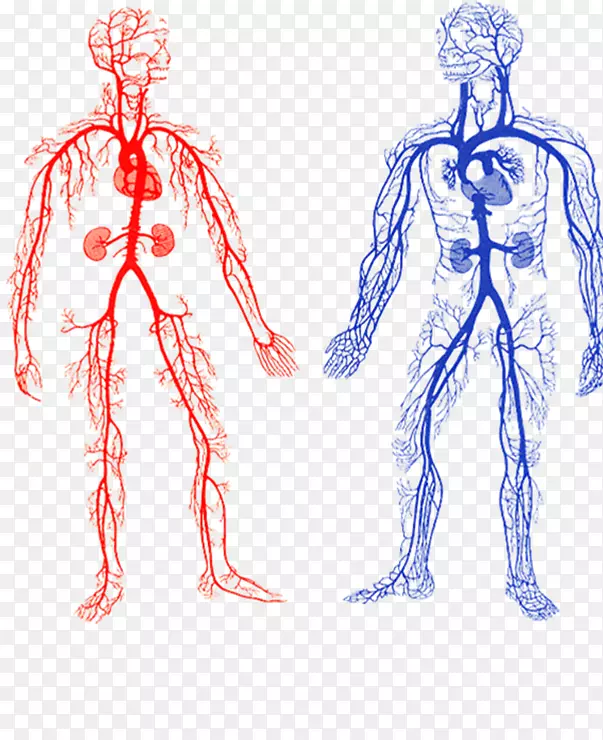 动脉和静脉循环系统血管衬里体