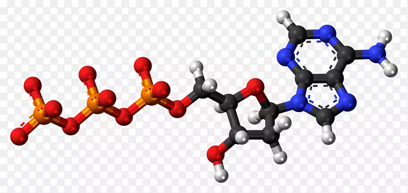 腺苷三磷酸腺苷二磷酸腺苷一磷酸分子-DNA分子