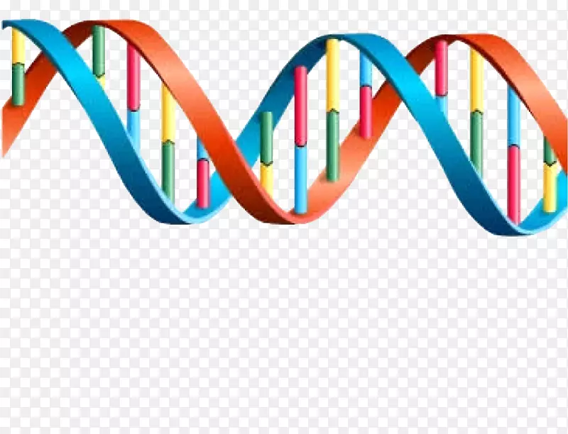 dna基因转录基因表达