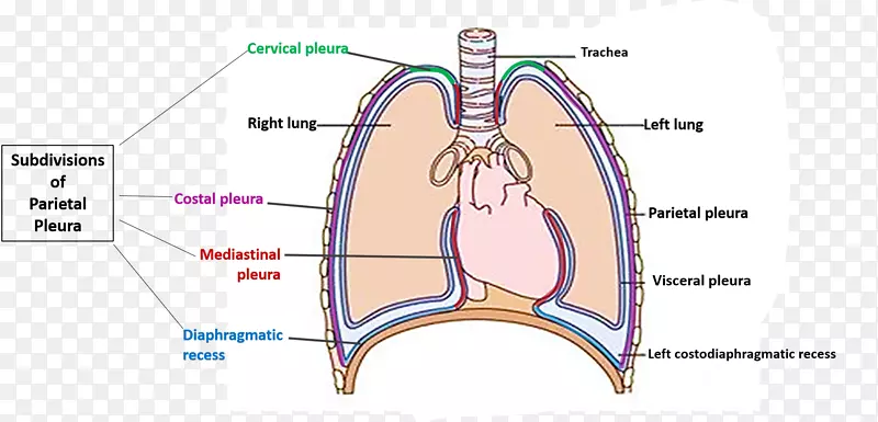 关节肺胸膜腔解剖肌衬