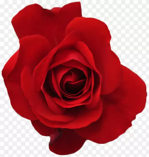 玫瑰红花