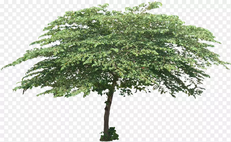 葫芦科植物树干树荫