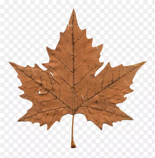 加拿大枫叶剪贴画-叶