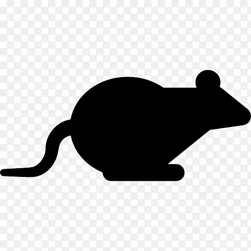 啮齿动物，计算机，鼠标，老鼠，动物