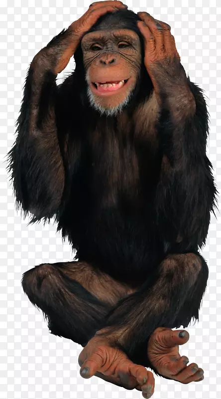黑猩猩猴子桌面壁纸夹艺术-黑色大猩猩