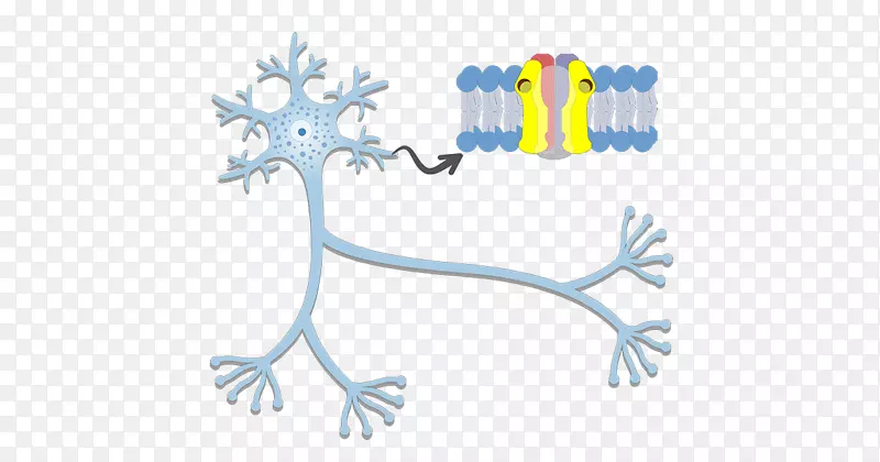 轴突丘神经元动作电位神经系统-树突