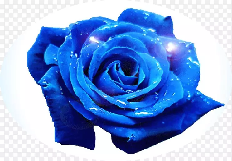 蓝色玫瑰花园玫瑰-精致的蓝色花朵