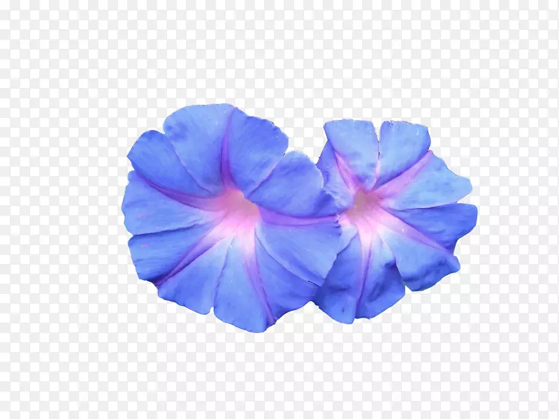 花圣几何图形-精美的蓝色花朵