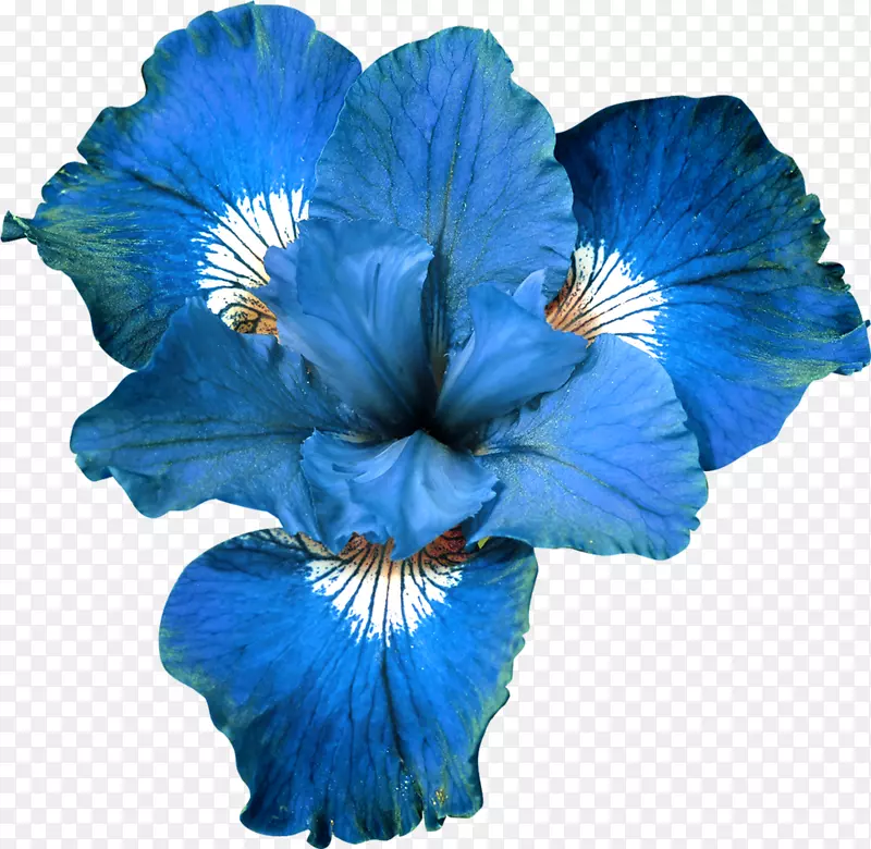 蓝花园玫瑰剪贴画-精美的蓝色花