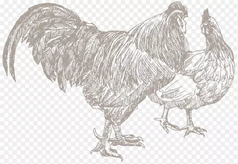 鸡禽养殖，公鸡屠夫-家禽和牲畜