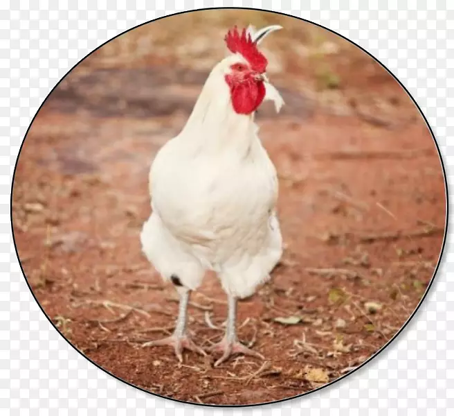 莱霍恩鸡，肉鸡，家禽养殖，公鸡，家禽和家畜