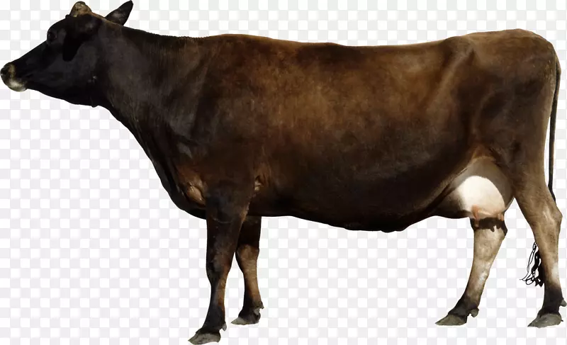 高地牛，乳牛，牲畜，剪贴画-一头牛
