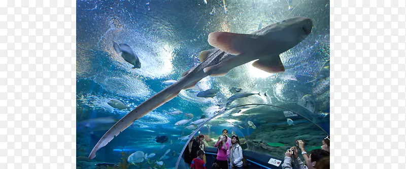 水下世界芭堤雅迷你暹罗公共水族馆旅游景点-水下世界