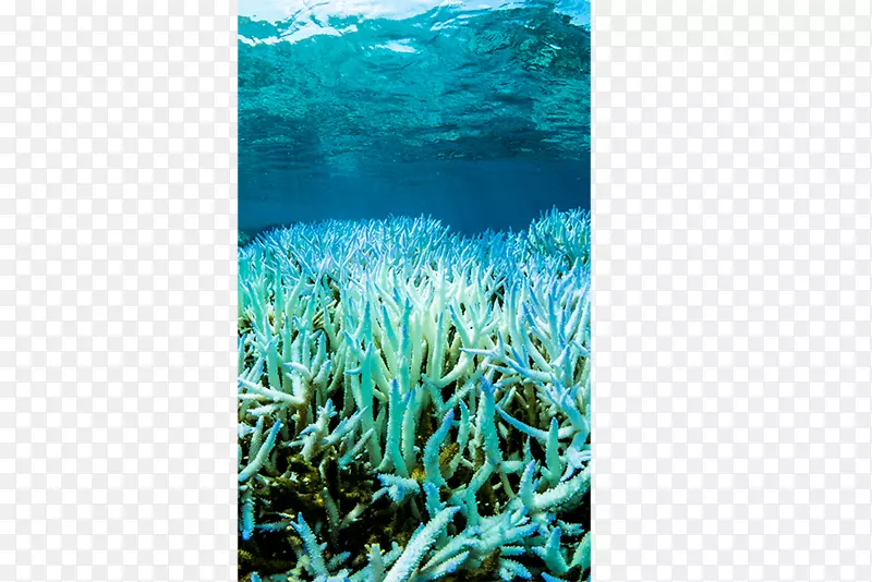 珊瑚礁大堡礁白化珊瑚礁