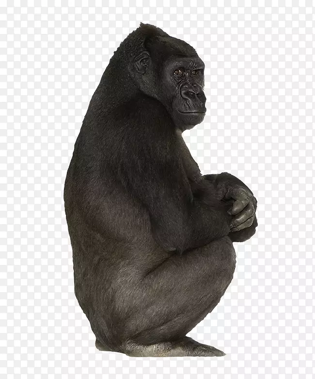 西部大猩猩普通黑猩猩灵长类-黑色大猩猩