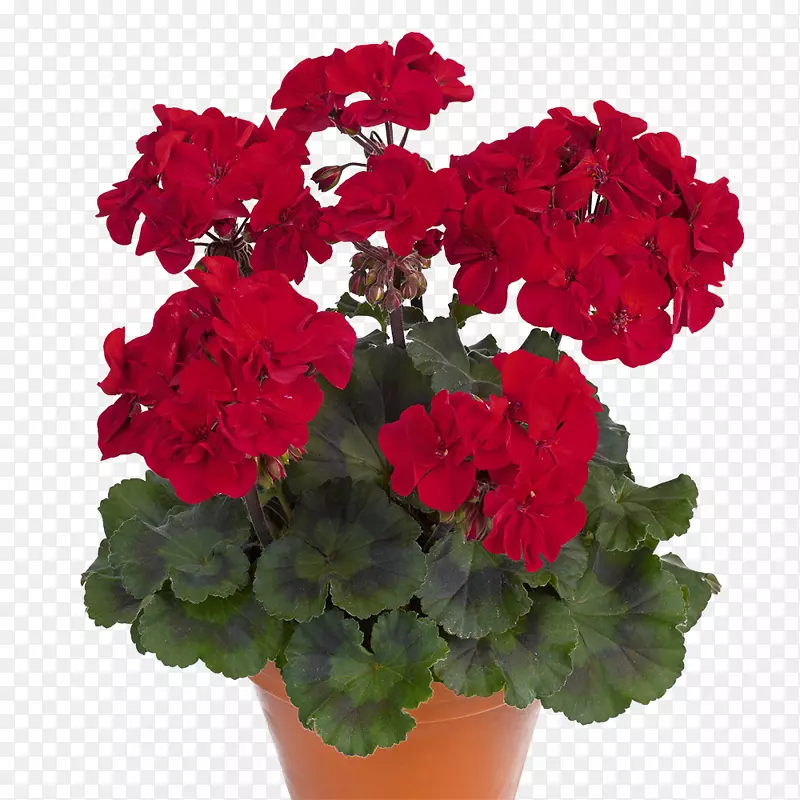 天竺葵(Pelargonium Pelargonum Pelargonium Zonale)花冠(Duftpelargonie Regal Pelargonium)-批发