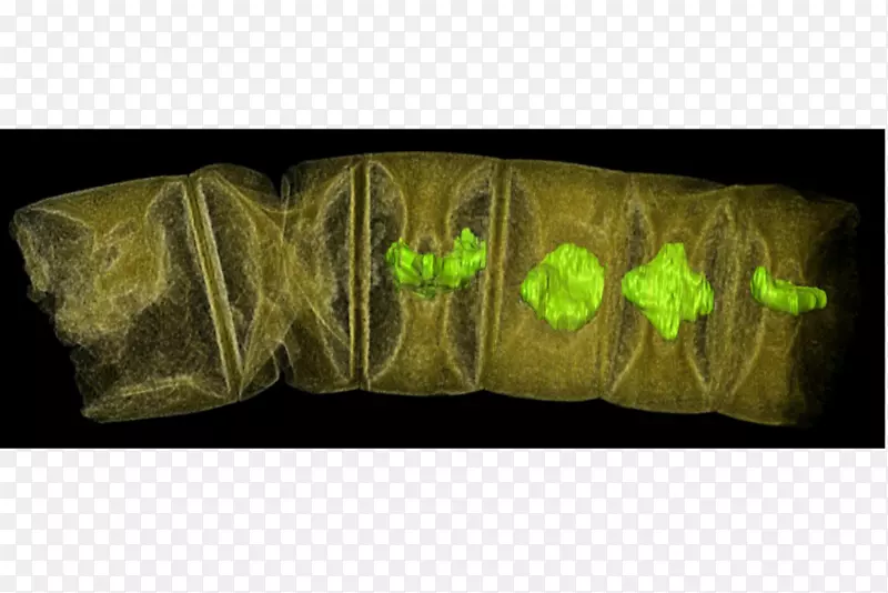 化石多细胞生物植物藻类科学-藻类