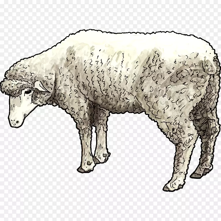 牛、羊、山羊、动物.手绘儿童
