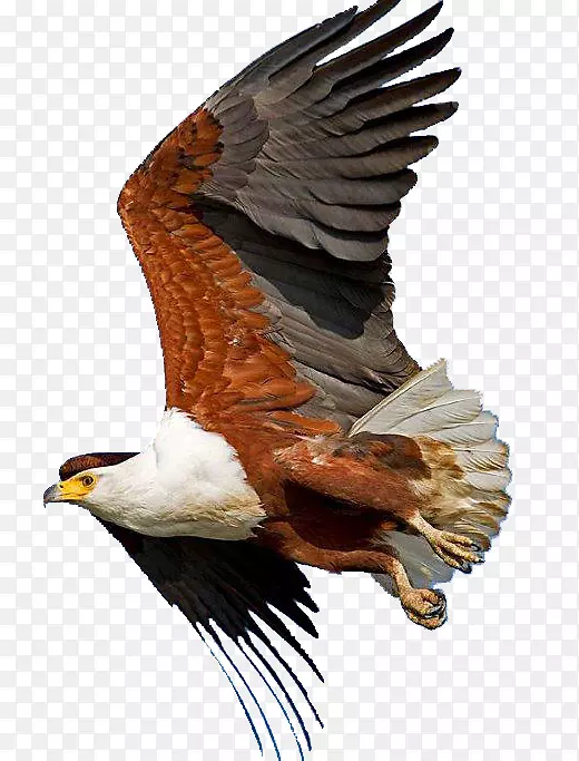 秃鹰非洲鱼鹰鸟撒哈拉-鹰翅膀纹身