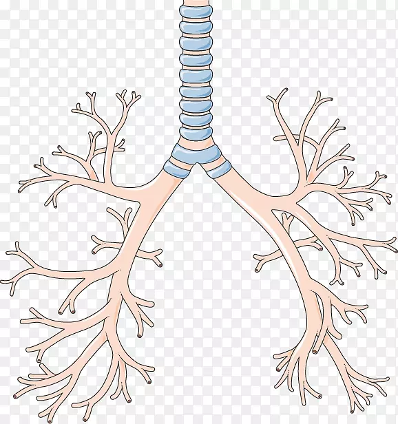 支气管下呼吸道肺咽部呼吸系统创造性肺