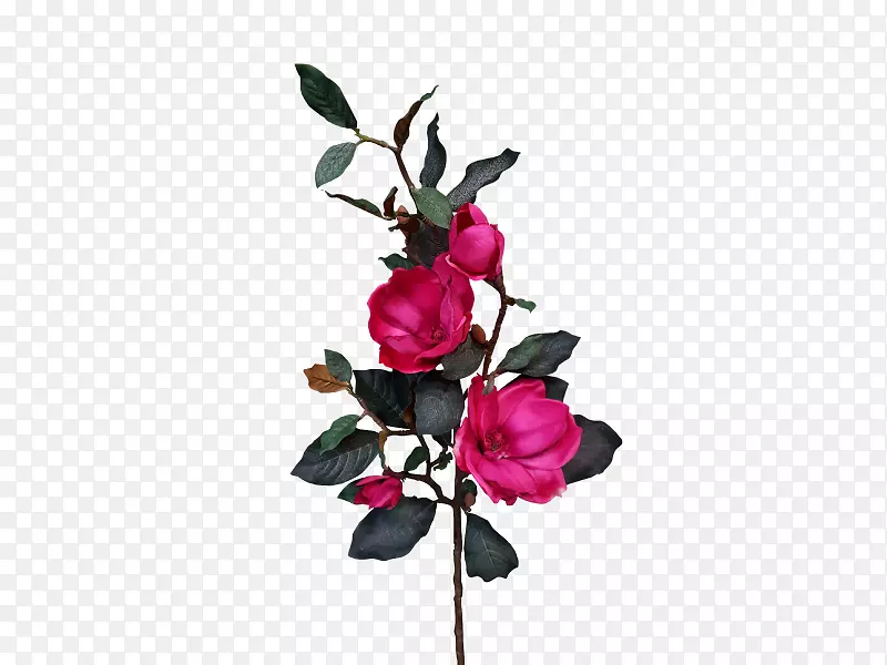 切花花园玫瑰植物-粉红色木兰