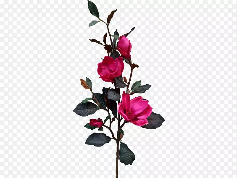 切花花园玫瑰花蕾水彩粉红色玉兰花