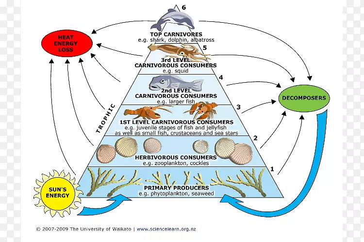 食物链-海洋生态系统浮游植物营养水平-食物下巴
