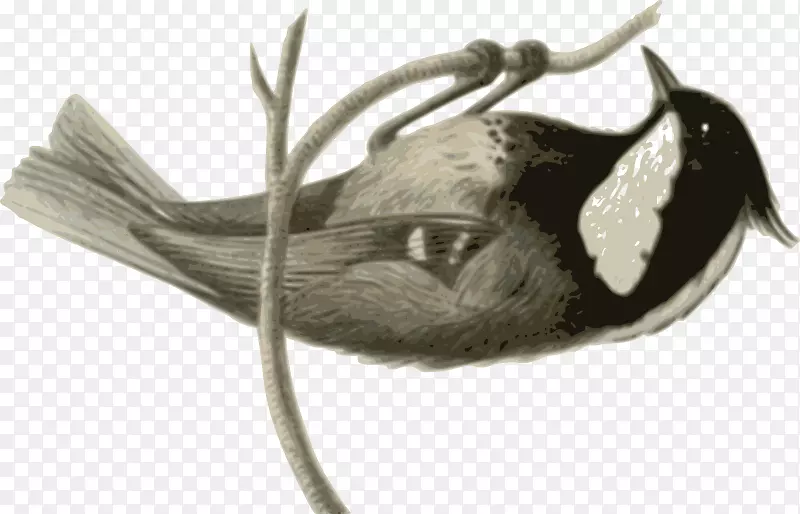 鸟类灰色白色动物-羽毛插图