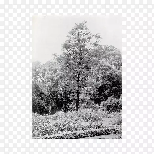 单色摄影树木-意大利咖啡树