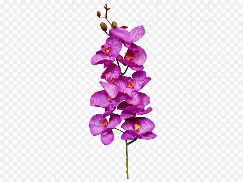 切花植物花卉设计飞蛾兰花.彩绘花卉材料