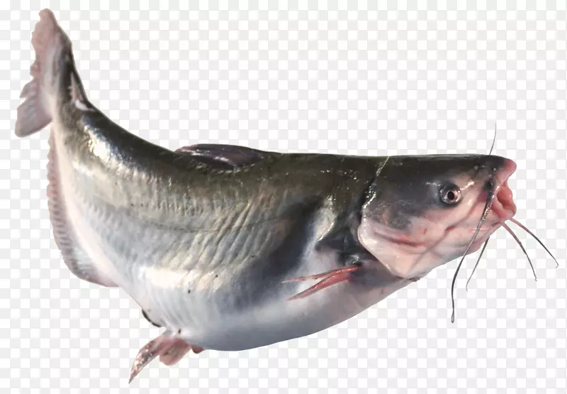 油性鱼类骨性鱼类09777种动物源性食物.收获