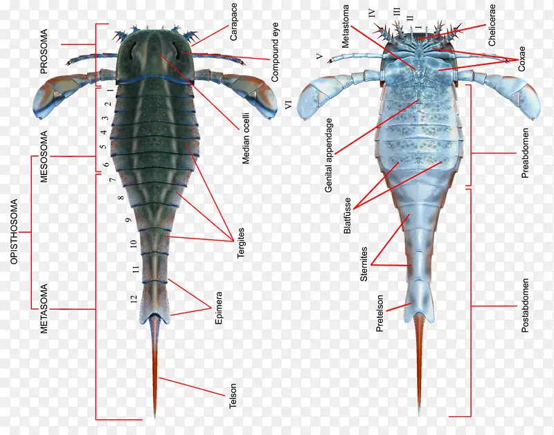 志留纪飞蝗eurypterus irygotus解剖