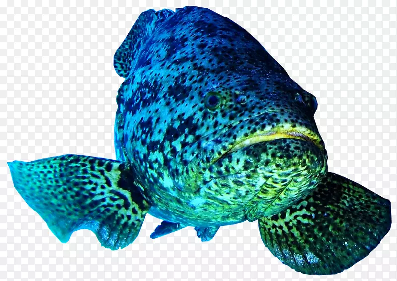 大西洋石斑鱼，太平洋石斑鱼，伯利兹暗礁鱼，巨型石斑鱼-海鱼