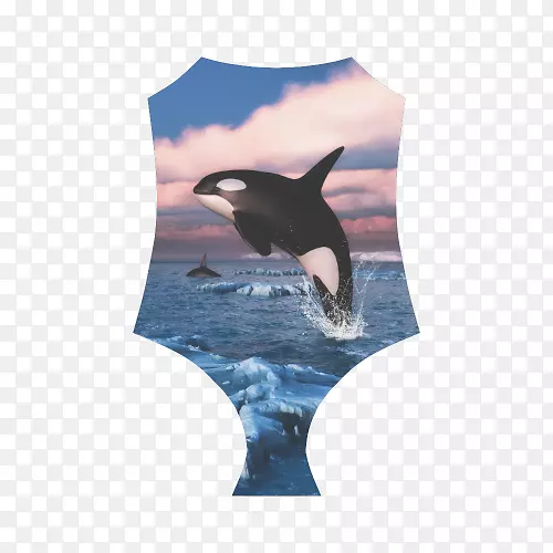 虎鲸毛毯海豚鲸目动物浮出水面行为.鲸鱼水彩