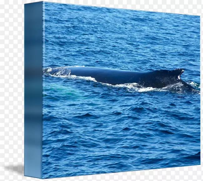 全海豚、鲸、头渣鼻、海洋-鲸鱼水彩