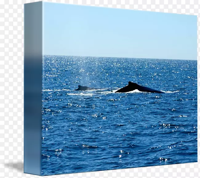 鲸鱼海豚-鲸鱼水彩