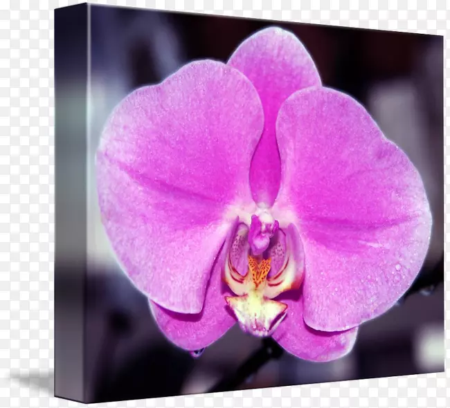 植物紫蛾兰花，紫丁香-粉红色兰花
