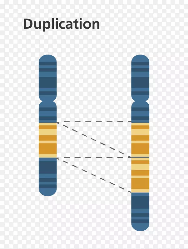 染色体异常基因复制染色体易位遗传学圆圈图