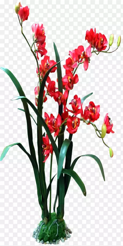 切花谷歌图片花卉设计-红色兰花