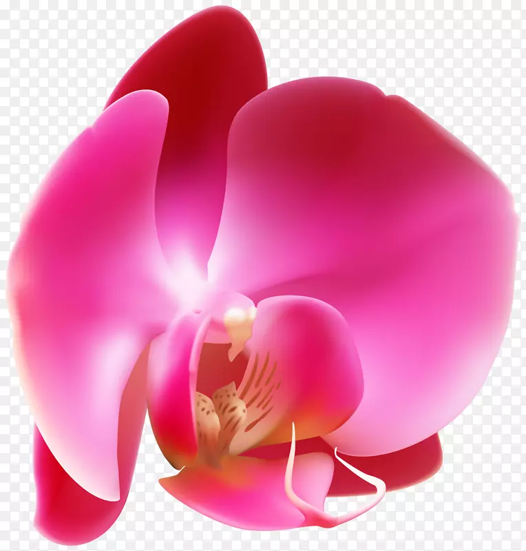 花卉摄影出版-粉红色兰花