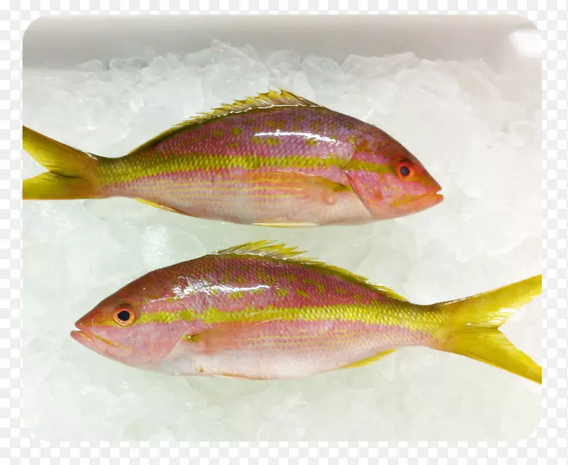 北红鱼油鱼海鲜海洋生物-新鲜鲑鱼